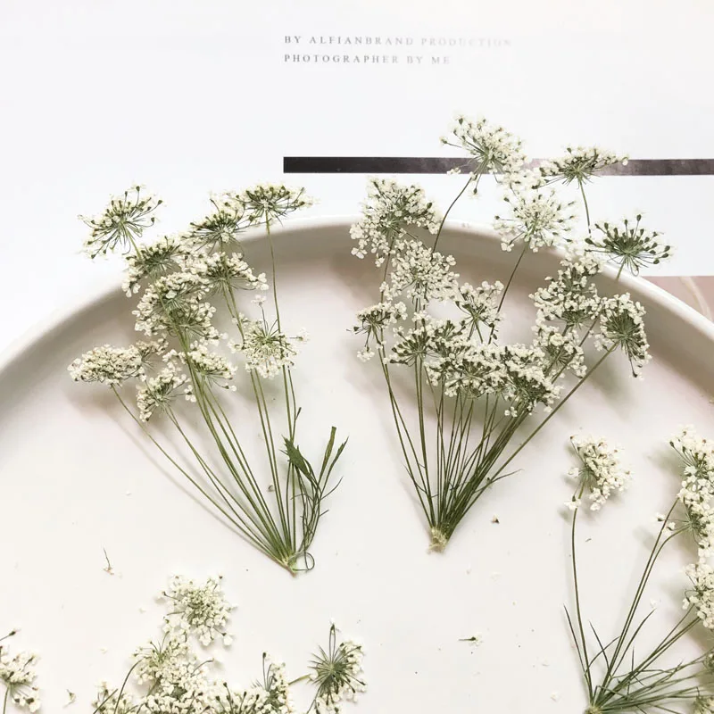 5-7cm/12個、枝付き雪の小さな花、ドライフラワーエンボ - Craft Embellishment のレビューと価格